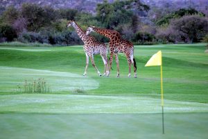 Shongololo Express Golf Garden Route