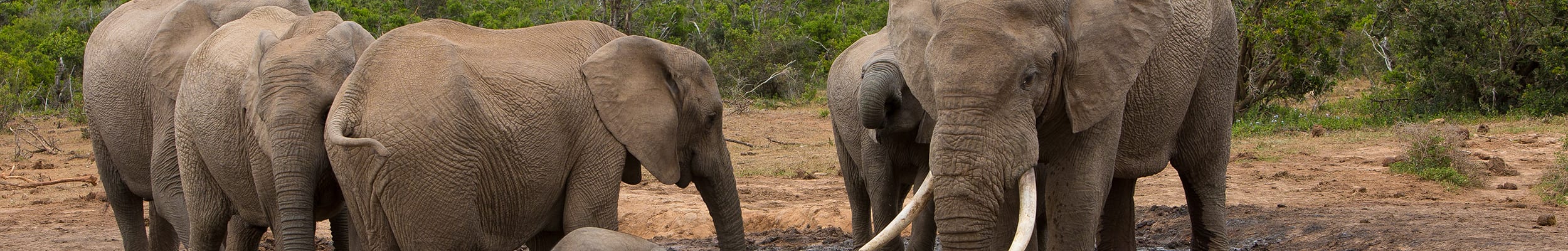 Lusaka Elephant Sanctuary